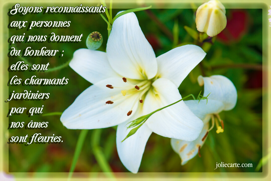 Une photographie en gros plan d'une fleur de lys blanc épanouie, avec un texte superposé citant Marcel Proust sur un fond de jardin verdoyant.