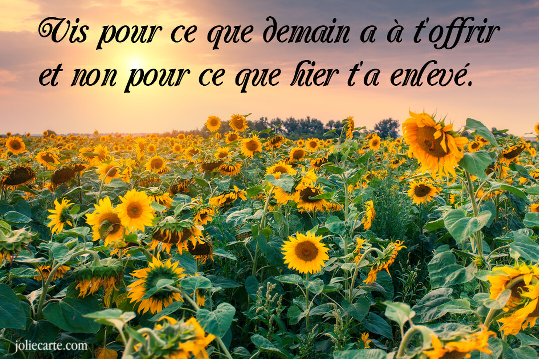 Un vaste champ de tournesols est baigné par la lumière dorée d'un soleil couchant, avec une citation inspirante superposée sur le ciel nuageux.