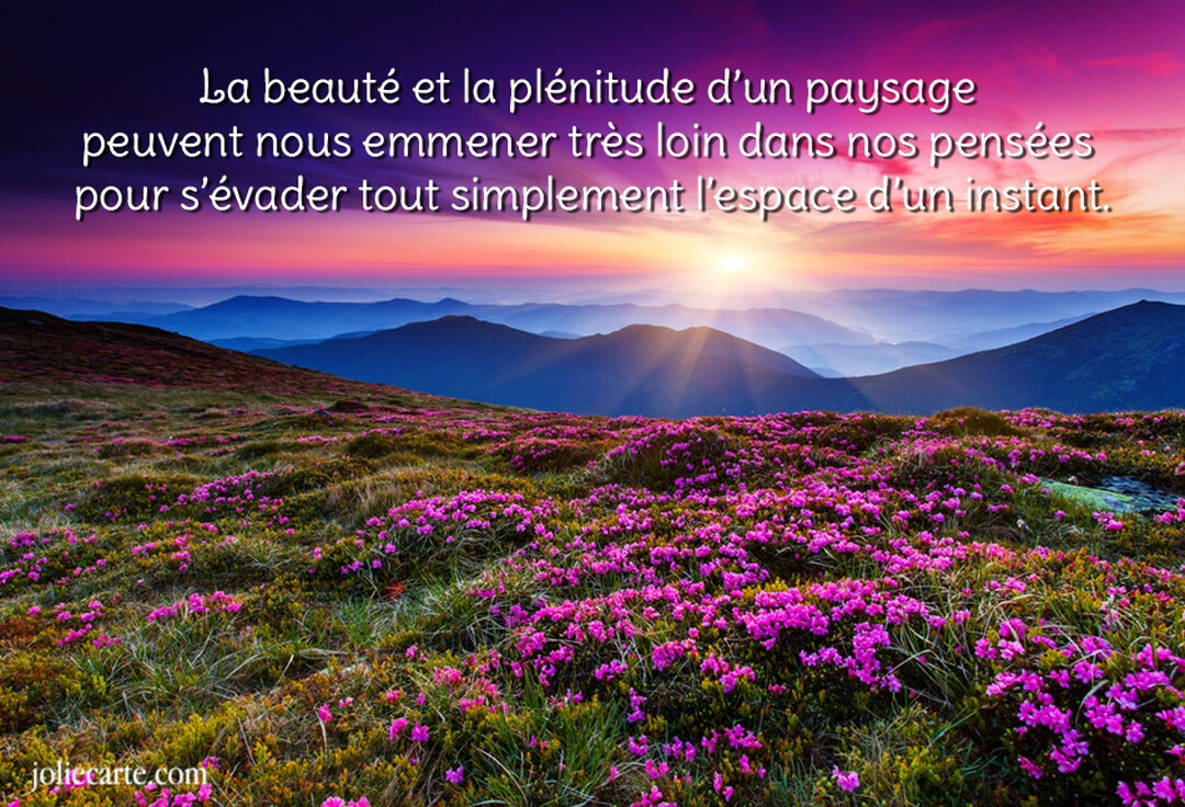 Vue panoramique d'un lever de soleil sur des montagnes, avec un premier plan couvert de rhododendrons roses en pleine floraison.