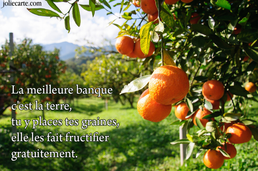 Une photo ensoleillée d'un verger avec des oranges mûres pendant à des branches au premier plan et des montagnes en arrière-plan.