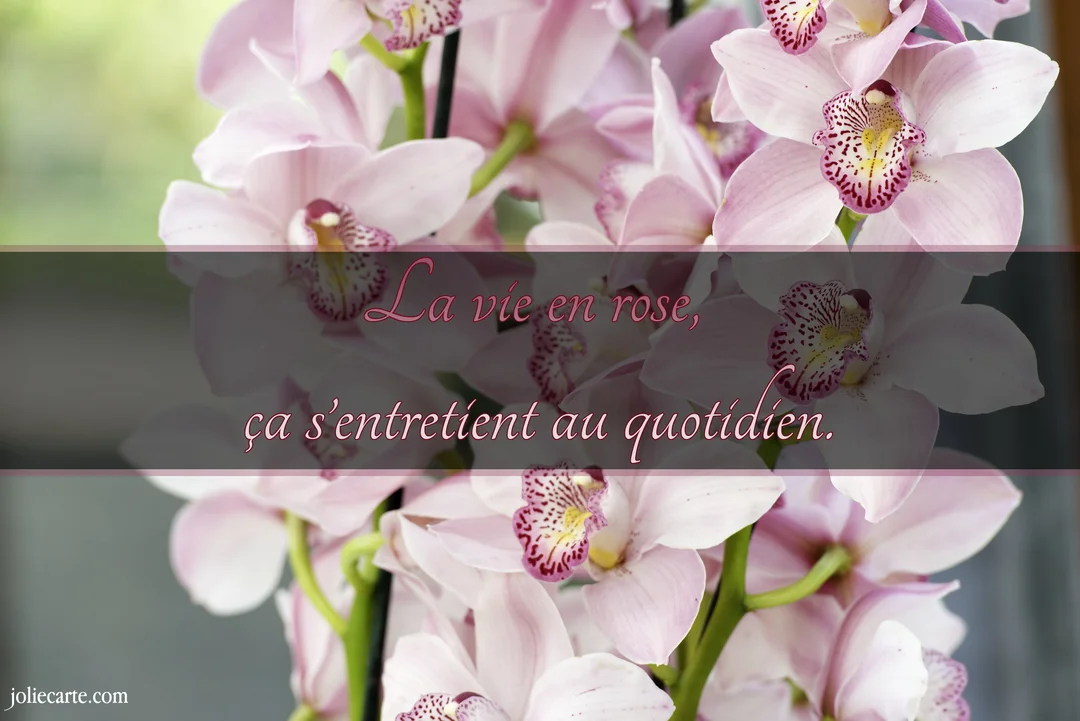 Une citation inspirante est superposée sur une photographie en gros plan d'une profusion de délicates orchidées roses et blanches.
