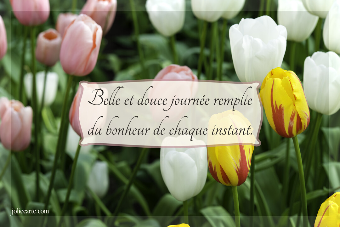 Un champ de tulipes colorées, roses, blanches et jaunes, sert de fond à une citation sur le bonheur de chaque instant.