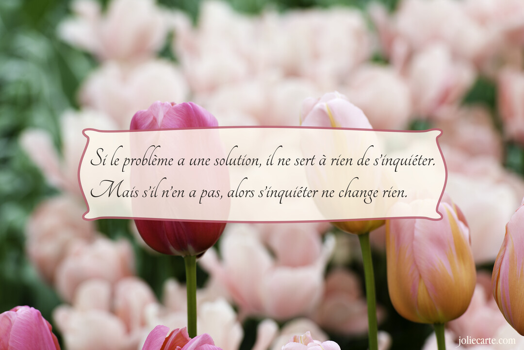 Une citation sur la sagesse est superposée à une photographie de tulipes roses et magenta, avec un champ de fleurs flou en arrière-plan.