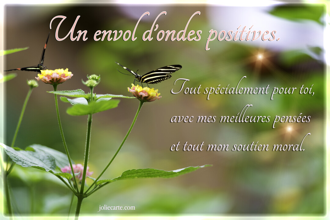 Deux papillons, l'un noir et blanc et l'autre noir et orange, se posent sur des fleurs roses et jaunes sur un fond vert flouté.