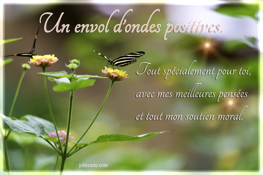 Deux papillons, l'un noir et blanc et l'autre noir et orange, se posent sur des fleurs roses et jaunes sur un fond vert flouté.