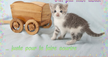 Aperçu de la carte : « Un petit mot doux juste pour te faire sourire... »