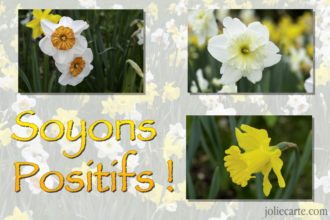 Un montage photographique présente des jonquilles de diverses couleurs avec l'inscription "Soyons Positifs !" superposée au centre en lettres jaunes.