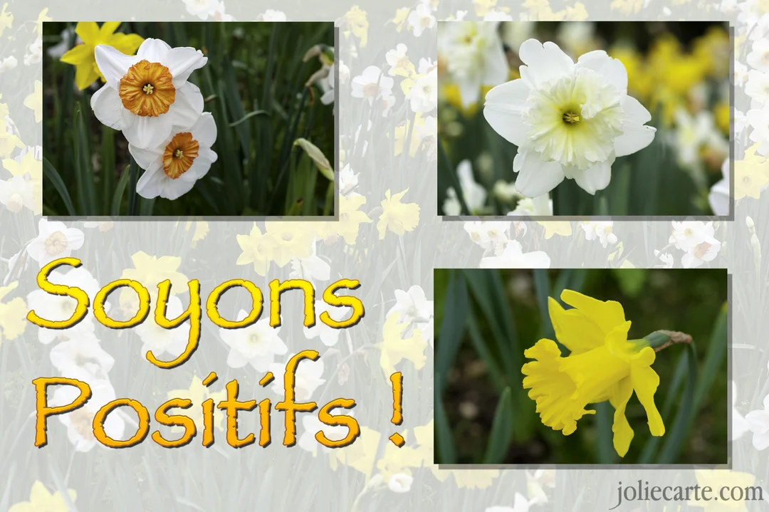 Un montage photographique présente des jonquilles de diverses couleurs avec l'inscription "Soyons Positifs !" superposée au centre en lettres jaunes.