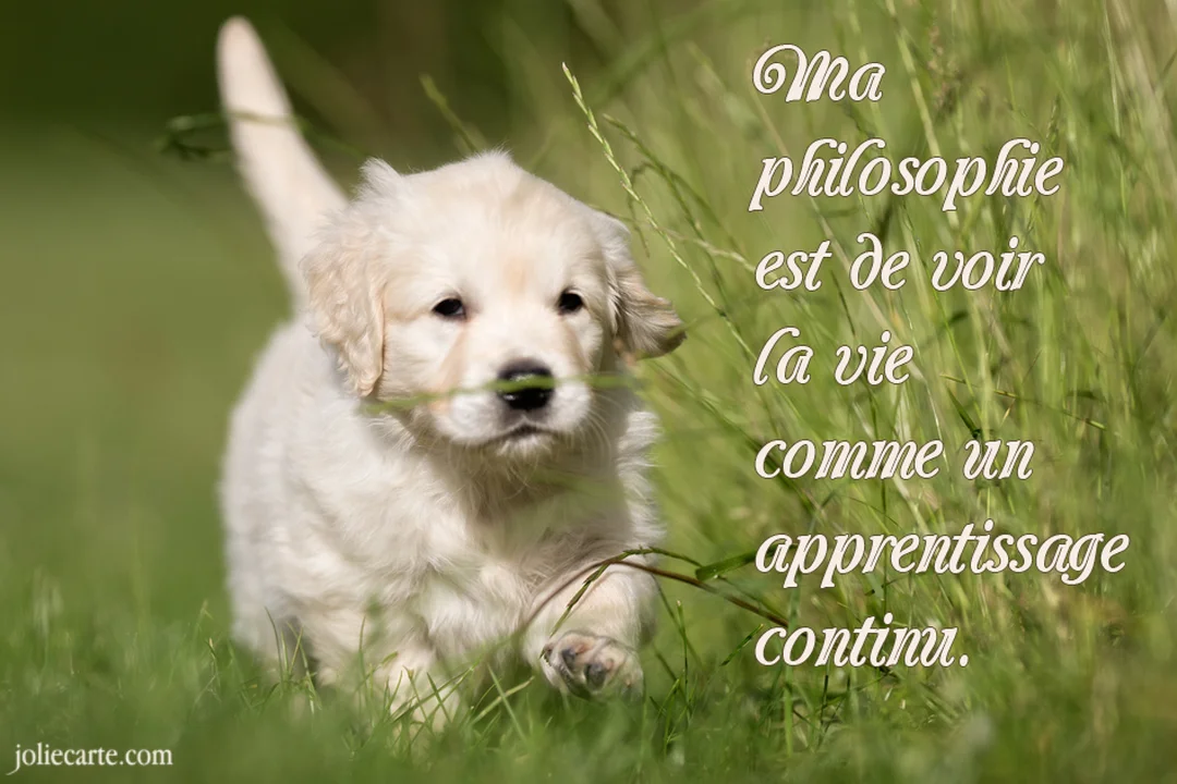 Un jeune chiot Golden Retriever de couleur crème court joyeusement vers l'avant dans un champ d'herbes hautes et vertes, sous une lumière douce.