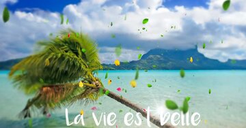 Aperçu de la carte : « La vie est belle mais éphémère, comme une fleur... »