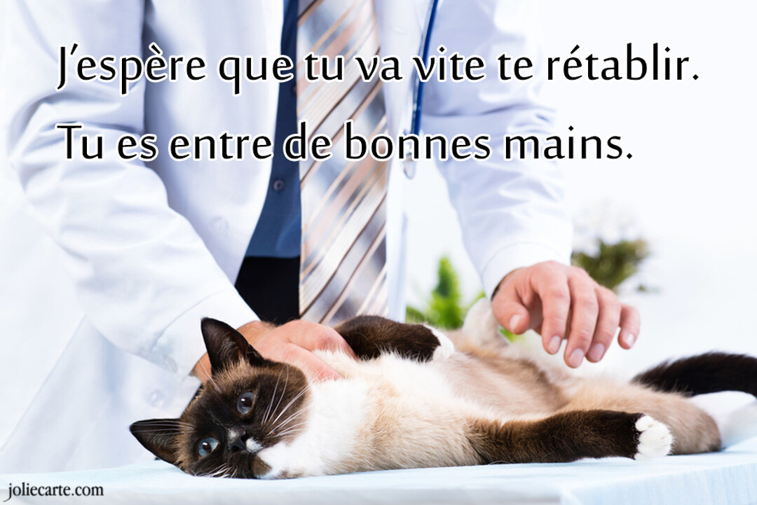 Un vétérinaire en blouse blanche examine délicatement un chat siamois allongé sur le dos sur une table de consultation médicale.