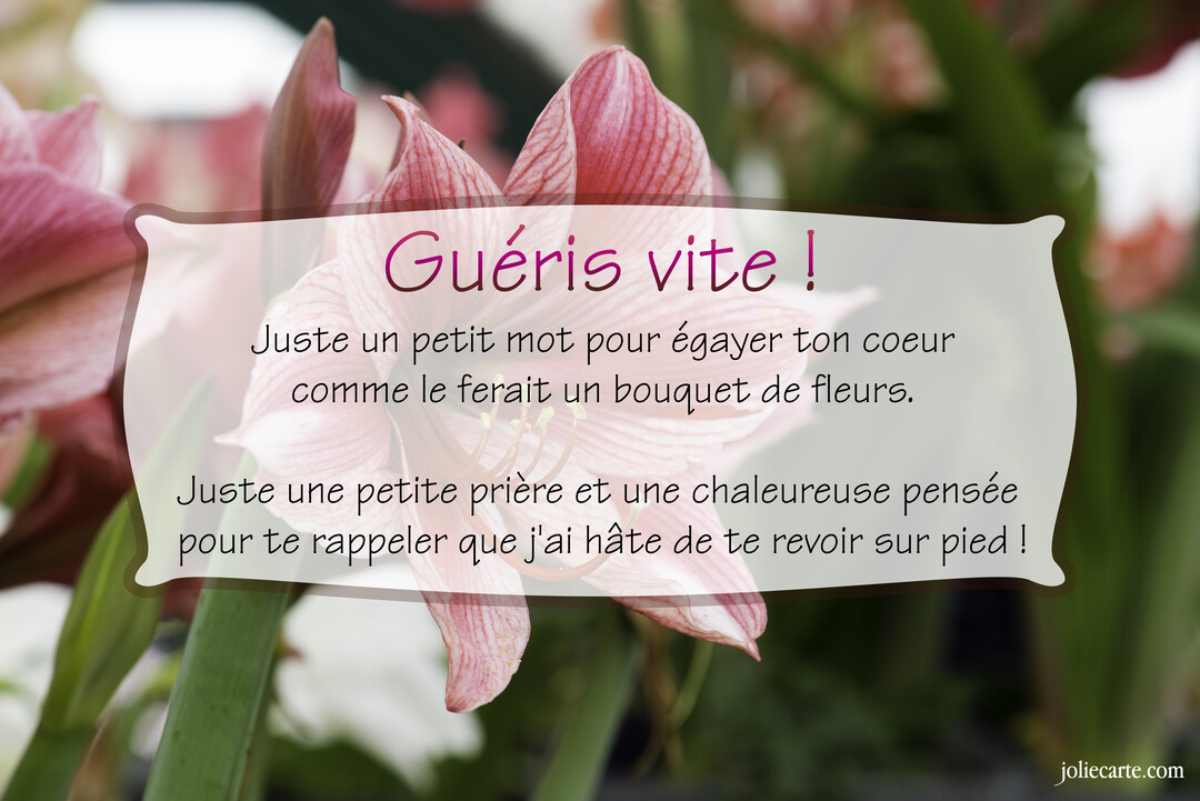 En gros plan, une fleur d'amaryllis rose et blanche se détache sur un fond de verdure, portant un message de prompt rétablissement.