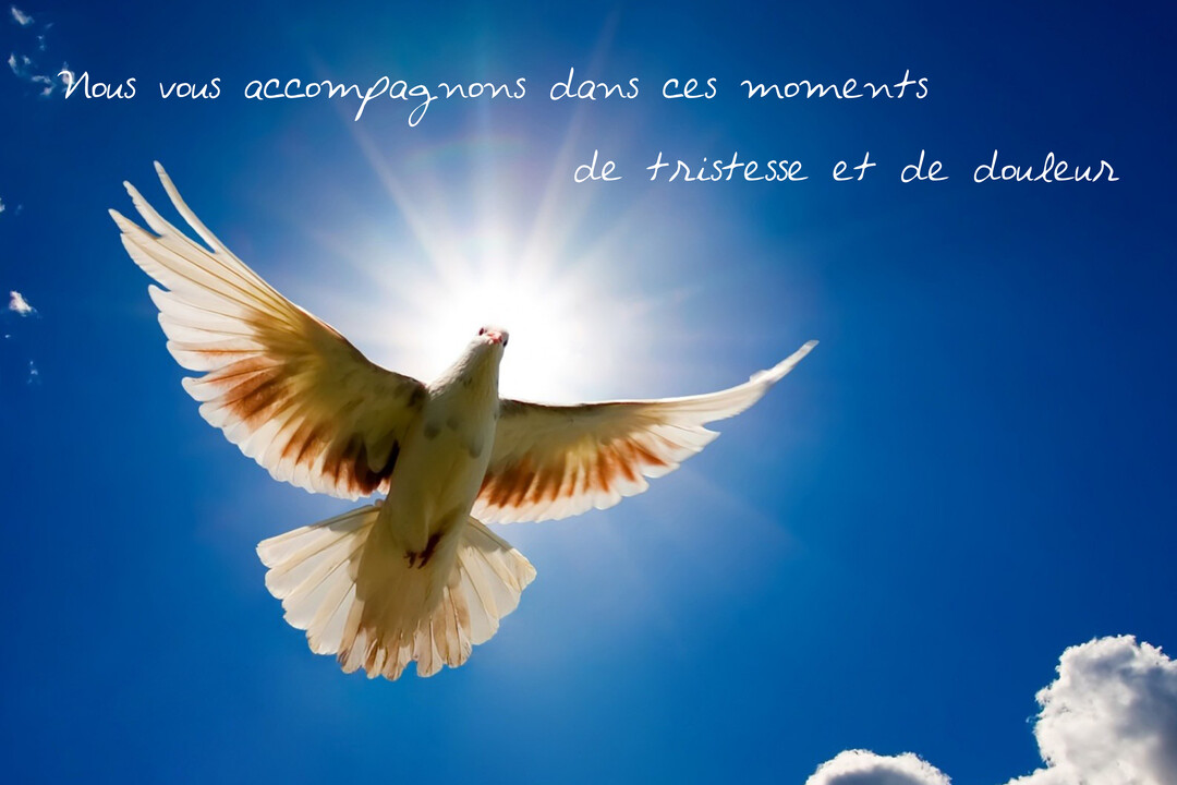 Vue en contre-plongée d'une colombe blanche et tachetée de brun, ailes déployées, volant dans un ciel bleu vif face à un soleil radieux.