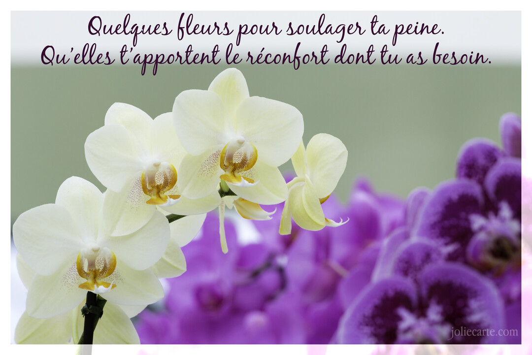 Photographie en gros plan de fleurs d'orchidées blanches sur un fond flou d'orchidées violettes, avec un texte de soutien calligraphié en haut.