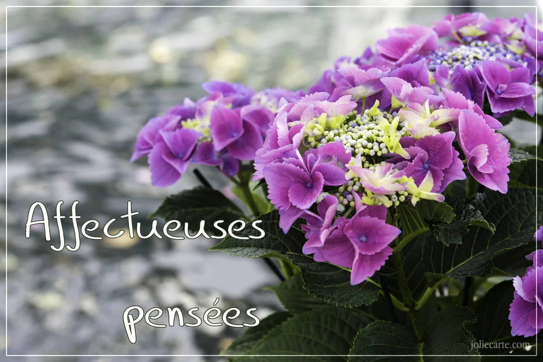 Un gros plan sur des inflorescences d'hortensia violet et vert clair, avec le texte 'Affectueuses pensées' superposé sur un fond grisâtre et flou.