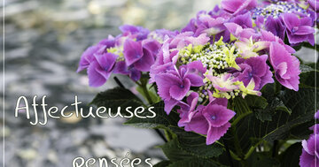 Aperçu de la carte : Affectueuses pensées