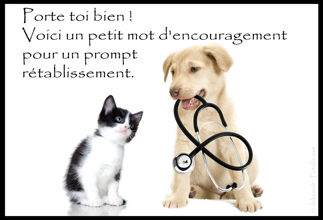 Sur un fond blanc, un chiot beige tient un stéthoscope dans sa bouche à côté d'un petit chaton noir et blanc qui le regarde.