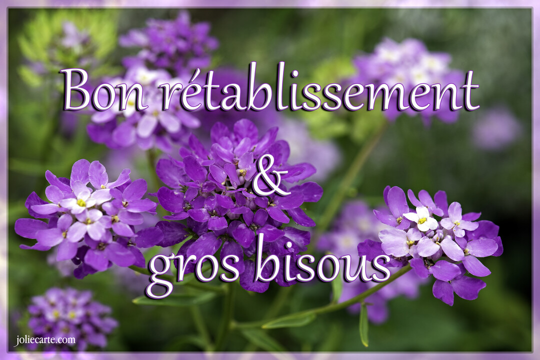 Gros plan sur des inflorescences de petites fleurs violettes et blanches sur un fond végétal vert, avec un texte de vœux superposé.