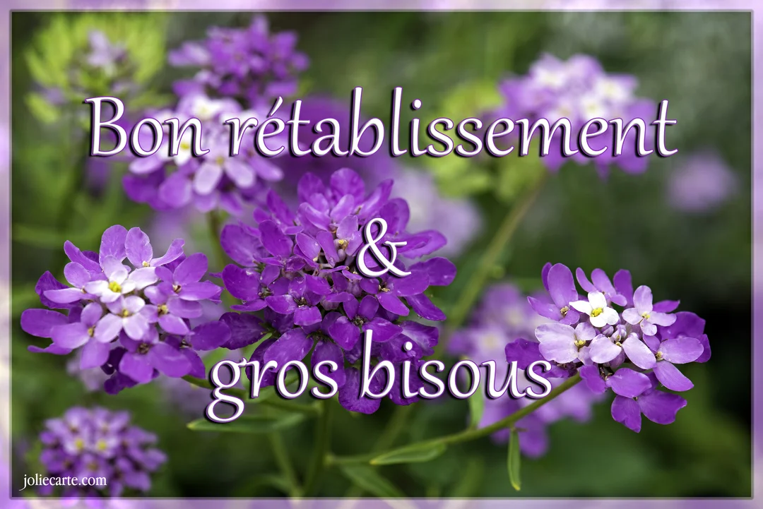 Gros plan sur des inflorescences de petites fleurs violettes et blanches sur un fond végétal vert, avec un texte de vœux superposé.