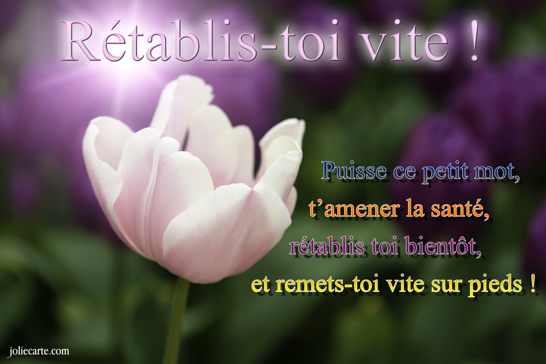 Gros plan sur une tulipe rose pâle et blanche, avec un effet lumineux, sur un arrière-plan flou de fleurs violettes et de verdure.