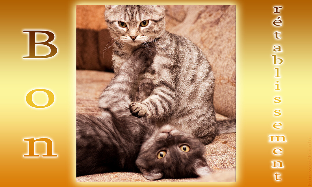 Deux chats gris sur un canapé, l'un est assis et pose ses pattes sur l'autre qui est allongé sur le dos, avec le texte 'Bon rétablissement'.