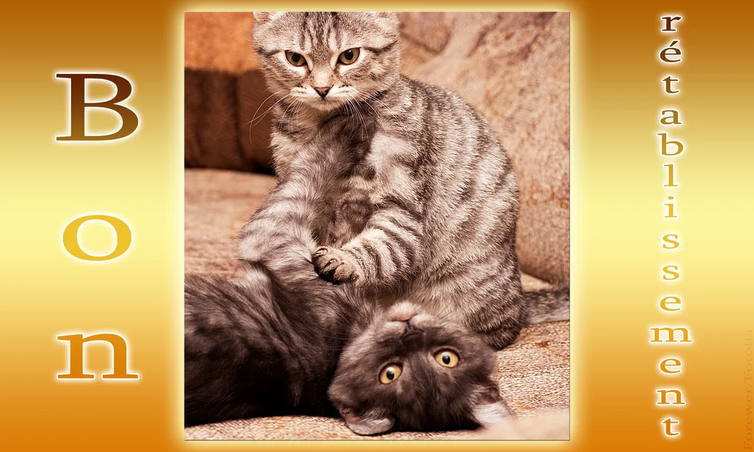 Deux chats gris sur un canapé, l'un est assis et pose ses pattes sur l'autre qui est allongé sur le dos, avec le texte 'Bon rétablissement'.