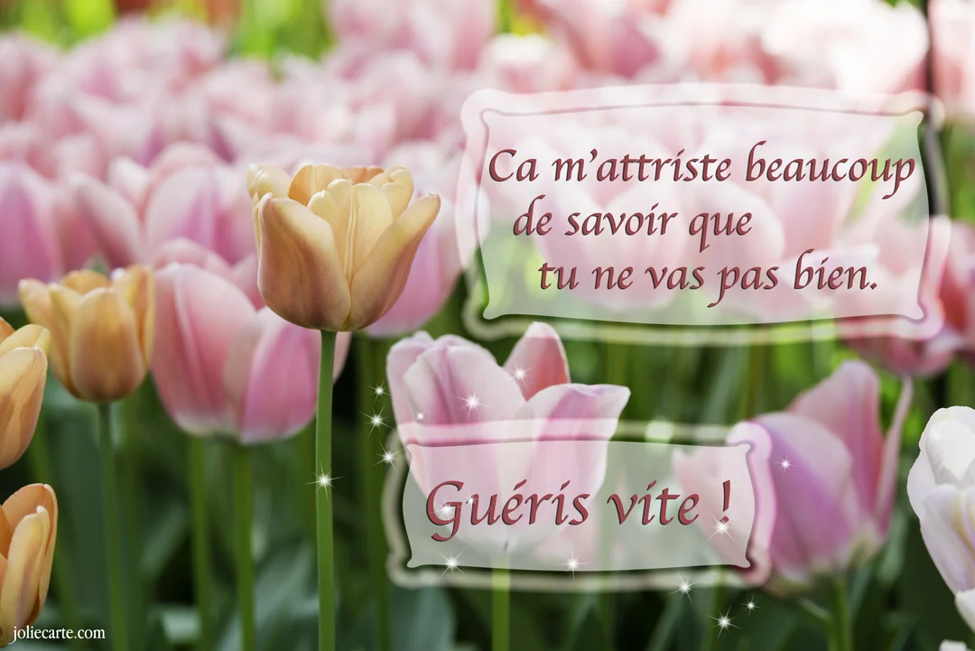 Une carte de bon rétablissement montrant un champ de tulipes roses et saumonées, avec un message de soutien souhaitant une guérison rapide.