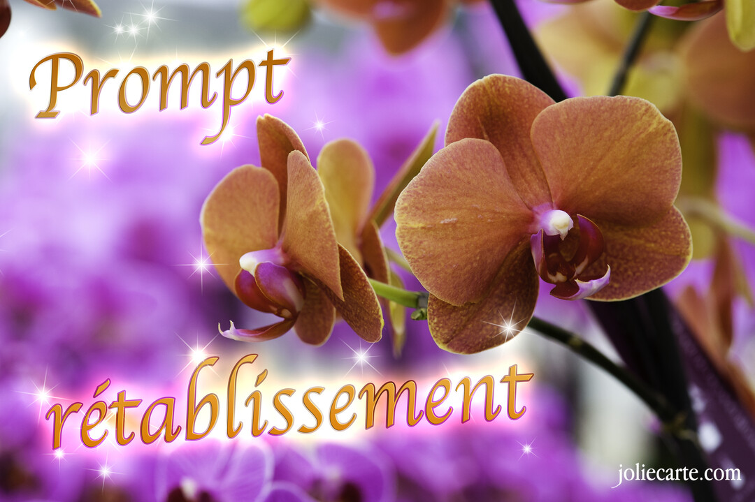 Des fleurs d'orchidées de couleur cuivre au premier plan, sur un arrière-plan flou de fleurs violettes, avec le texte scintillant 'Prompt rétablissement'.
