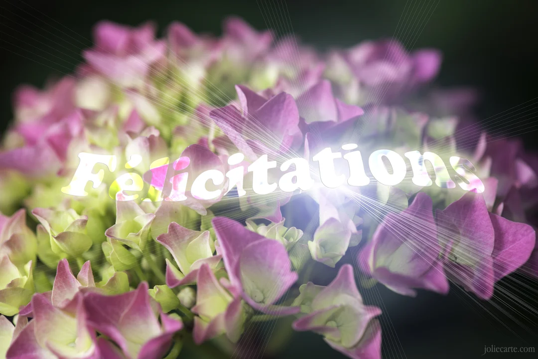 Un bouquet d'hortensias aux teintes rose et verte en gros plan, avec le mot 'Félicitations' qui brille d'une lumière blanche intense.