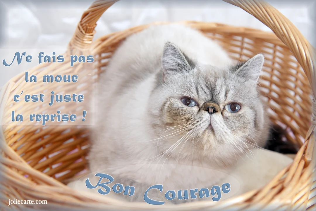 Un chat de race Exotic Shorthair au pelage clair et aux yeux bleus est assis dans un panier en osier, affichant une expression boudeuse.