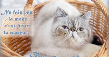 Aperçu de la carte : « Ne fais pas la moue, c'est juste la reprise !... »