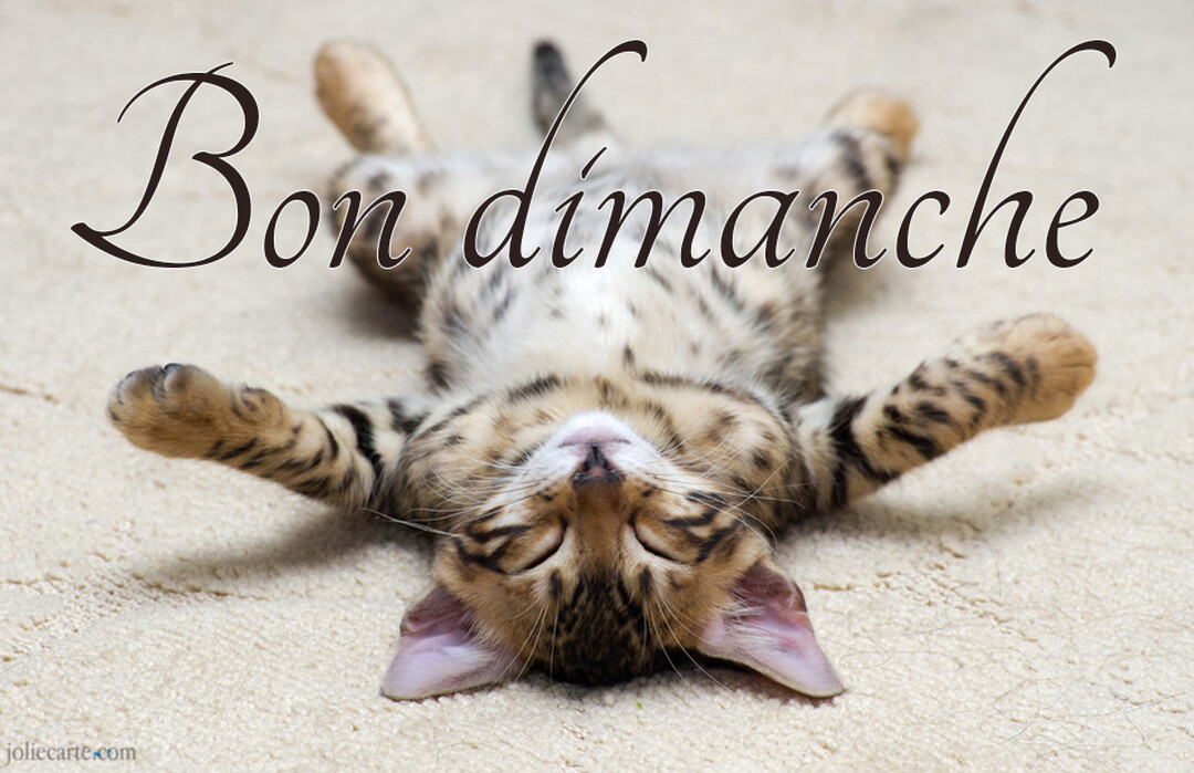 Un jeune chat tigré est allongé sur le dos sur un tapis beige, les yeux fermés et les quatre pattes étendues en l'air.