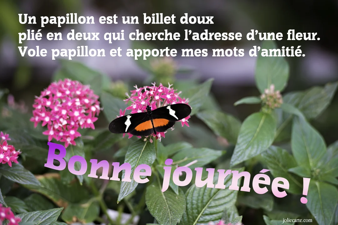 Photographie en gros plan d'un papillon aux ailes noires, orange et blanches, butinant une grappe de petites fleurs roses sur un fond végétal.