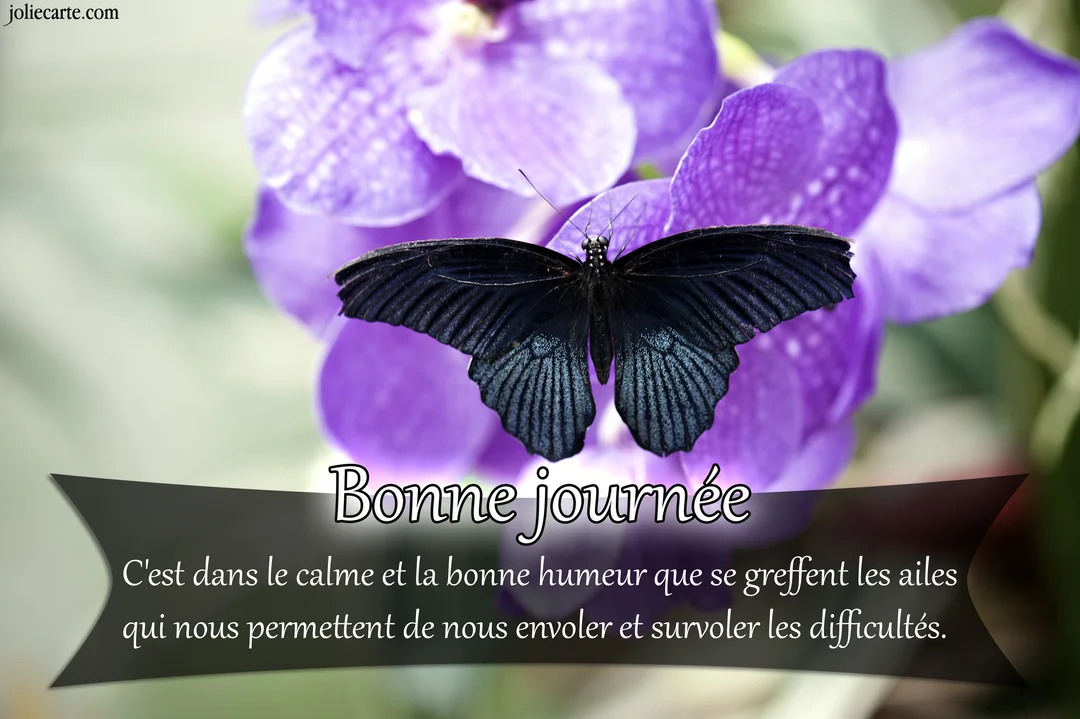 Un papillon noir aux ailes déployées est posé sur une grappe de fleurs d'orchidée violettes, avec un fond végétal clair et flouté.