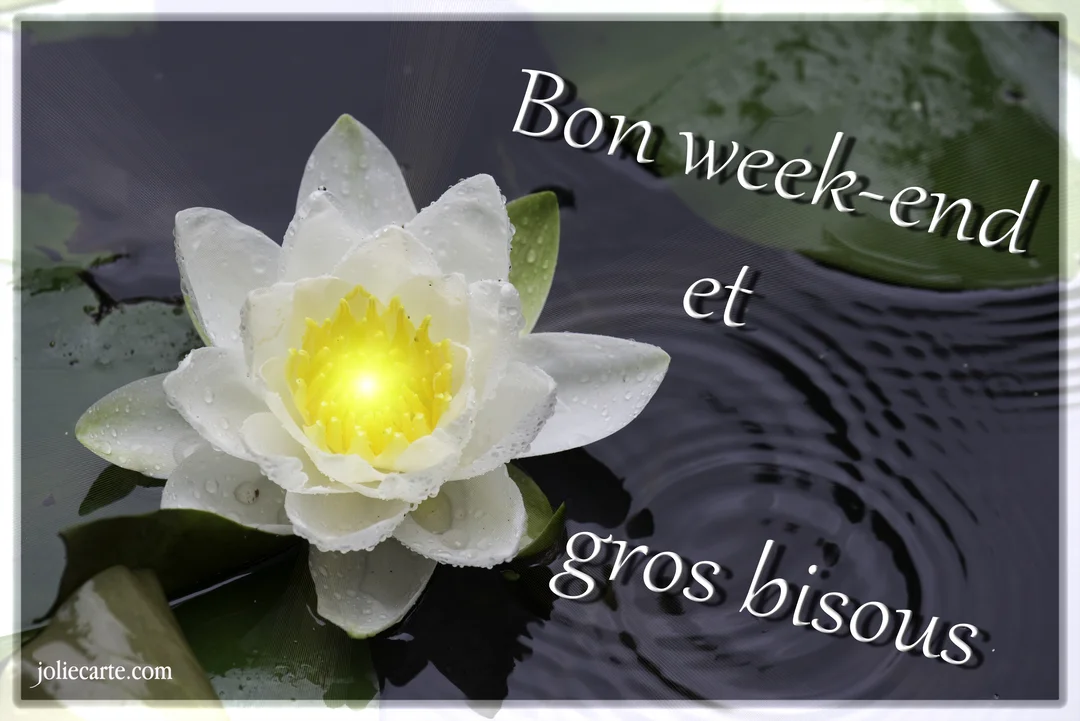 Un nénuphar blanc aux pétales perlés de rosée flotte sur une eau sombre, avec un cœur jaune lumineux et des ondulations apaisantes.