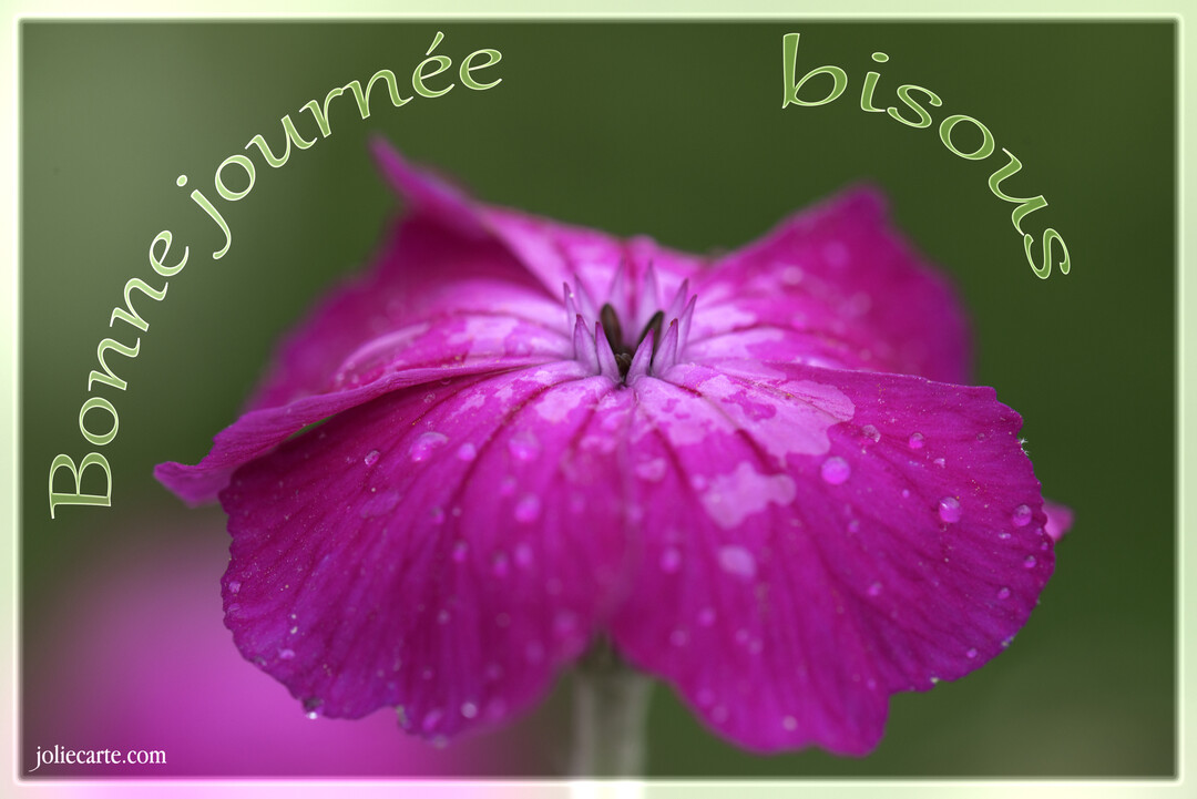 Photographie en macro d'une fleur d'œillet magenta, ses pétales recouverts de gouttelettes d'eau, sur un fond vert flouté avec un cadre clair.