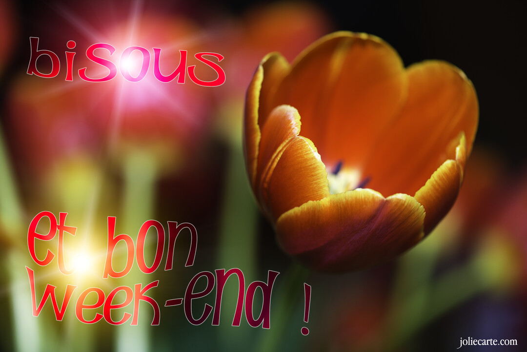 Gros plan photographique d'une tulipe orange éclatante, avec le texte 'bisous et bon week-end' superposé en rouge sur un fond floral estompé.