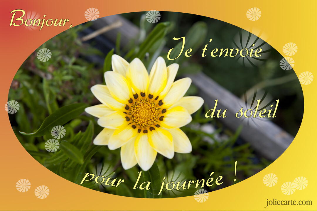 Une carte de vœux montrant en gros plan une fleur de gazania jaune vif, encadrée par un texte souhaitant une journée ensoleillée.