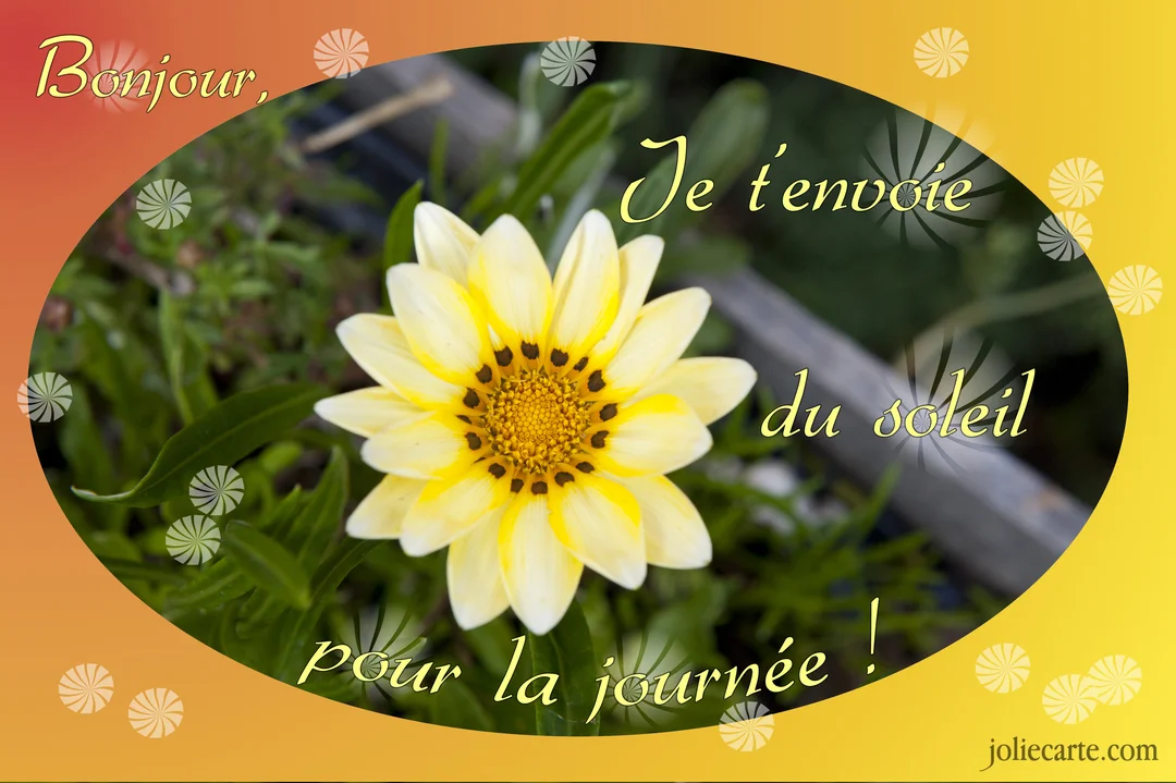 Une carte de vœux montrant en gros plan une fleur de gazania jaune vif, encadrée par un texte souhaitant une journée ensoleillée.