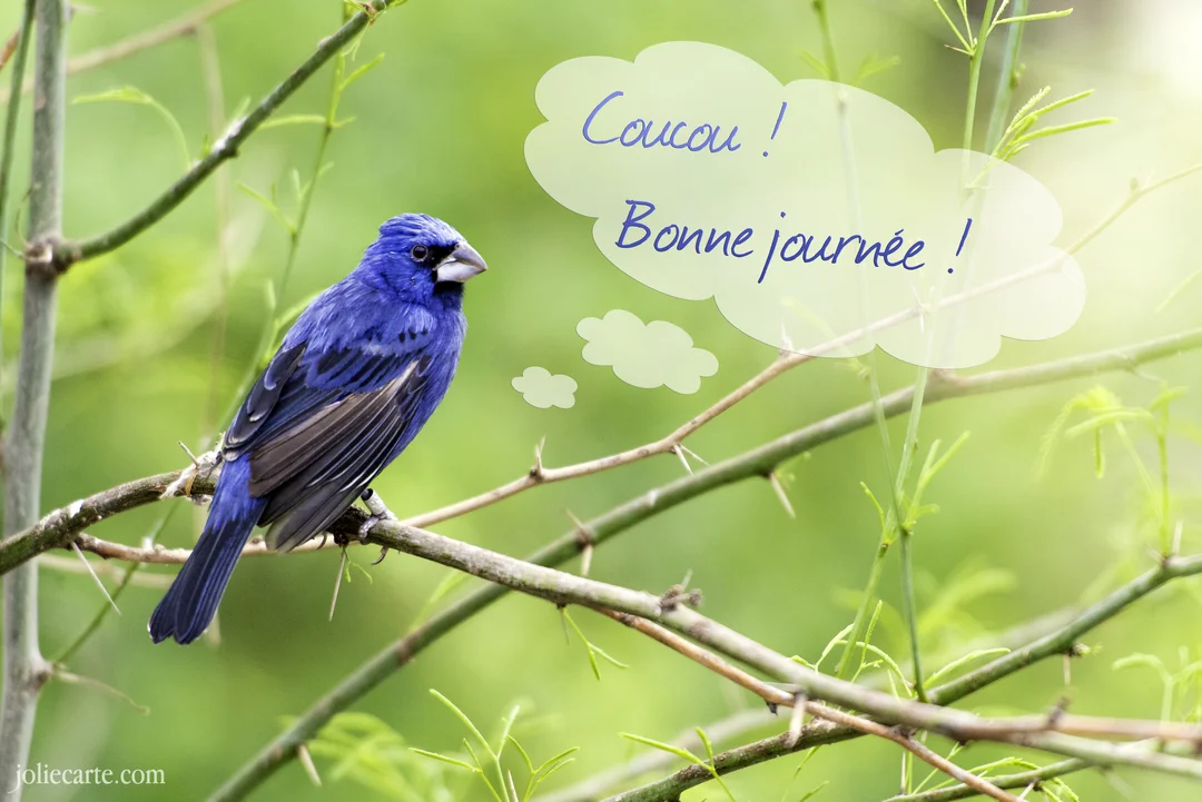 Sur cette carte, un oiseau d'un bleu éclatant est posé sur une branche, avec une bulle de pensée contenant le texte 'Coucou ! Bonne journée !'.