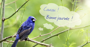 Aperçu de la carte : Coucou ! Bonne journée !