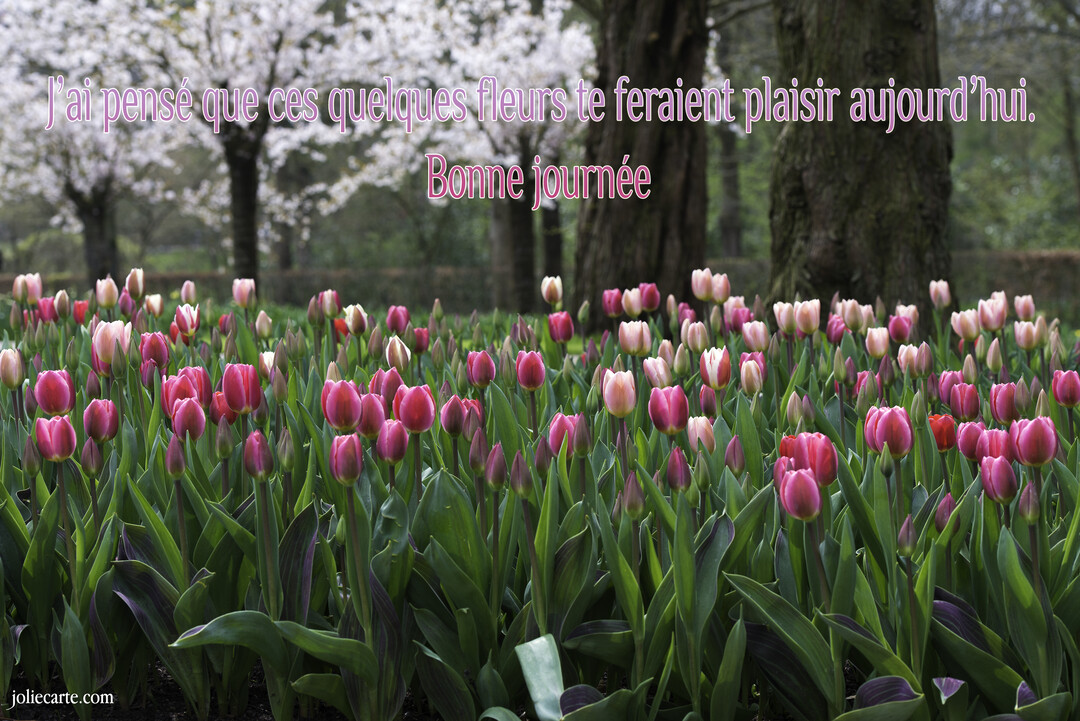 Une photographie d'un champ de tulipes roses et blanches au premier plan, avec des arbres au tronc sombre et des cerisiers en fleurs en arrière-plan.