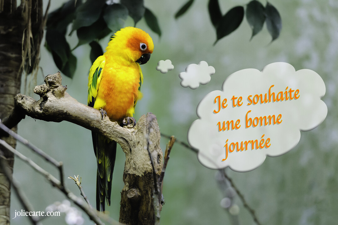 Un perroquet conure soleil jaune vif se tient sur une branche d'arbre, avec une bulle de pensée contenant le texte 'Je te souhaite une bonne journée'.