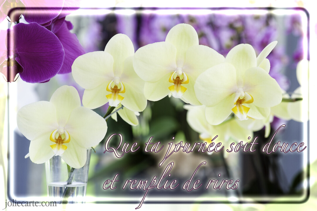 Une composition florale d'orchidées jaunes et violettes avec une fleur dans un vase, sur un fond doux et lumineux et un cadre fin.