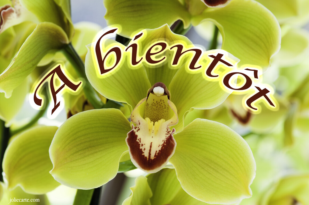 Une photographie en gros plan montre une fleur d'orchidée chartreuse avec un labelle moucheté de pourpre, sur laquelle est écrit 'À bientôt'.