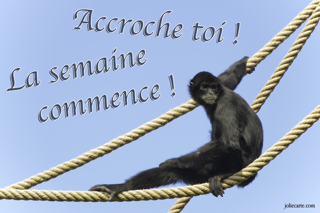 Un singe atÚle noir est assis sur des cordes épaisses, se tenant fermement sous un ciel bleu dégagé, avec une expression concentrée.