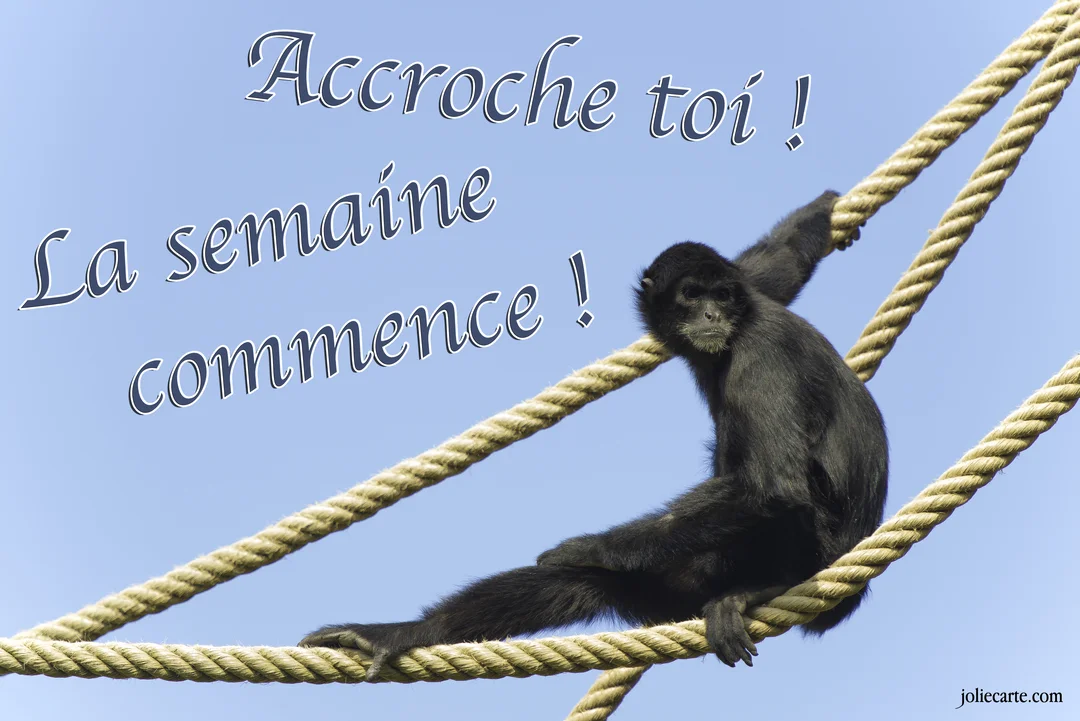 Un singe atèle noir est assis sur des cordes épaisses, se tenant fermement sous un ciel bleu dégagé, avec une expression concentrée.