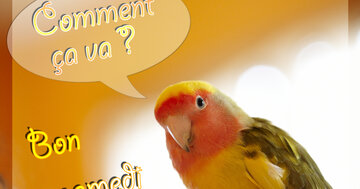 Aperçu de la carte : Comment ça va ?