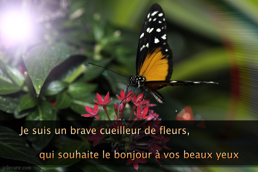 Un papillon aux ailes orange et noires parsemées de points blancs butine délicatement de petites fleurs rouges dans un jardin verdoyant et ensoleillé.