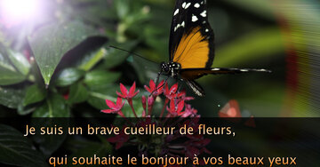 Aperçu de la carte : « Je suis un brave cueilleur de fleurs, qui souhaite le bonjour à vos... »